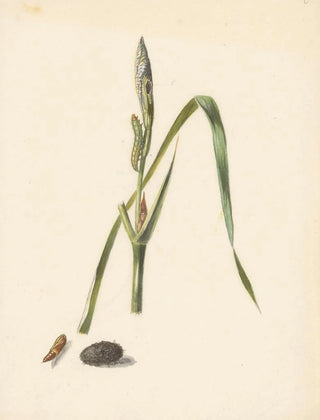Albertus Steenbergen - Studie van Iris met rups eronder een cocon en ingesponnen rups.webp