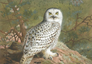Archibald Thorburn - A Female Snowy Owl.webp