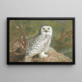 Archibald Thorburn - A Female Snowy Owl.webp