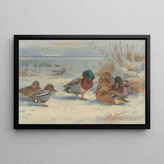 Archibald Thorburn - Mallard and teal in the snow.webp