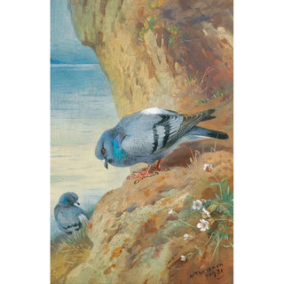 Archibald Thorburn - Rock Doves.webp