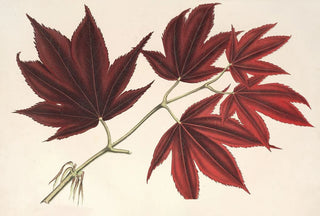 Charles Antoine Lemaire - Acer polymorphum palmatum sanguineum.webp