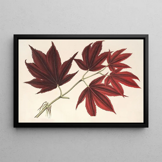 Charles Antoine Lemaire - Acer polymorphum palmatum sanguineum.webp