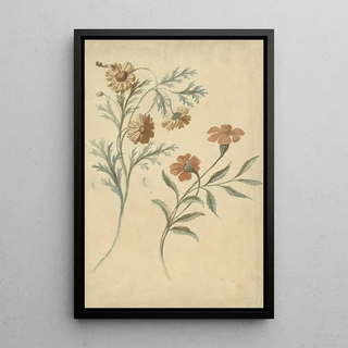 Elias van Nijmegen - Bloemstudie van een rode en een bruine bloem.webp