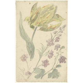 Elias van Nijmegen - Studie van een gele tulp en een andere plant.webp