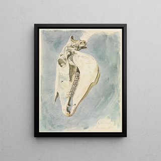 Ferdinand Keller - Studie eines Tierschdels.webp