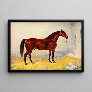 Frank Babbage - Cleveland Bay Stallion Sultan.webp