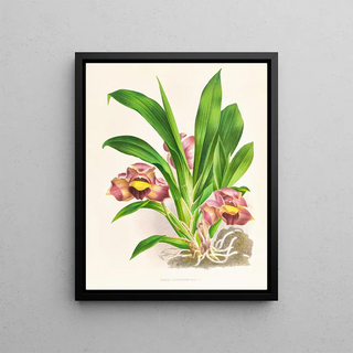 Jean Jules Linden - Bollea pulvinaris.webp