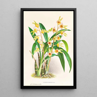 Jean Jules Linden - Catasetum Discolor.webp