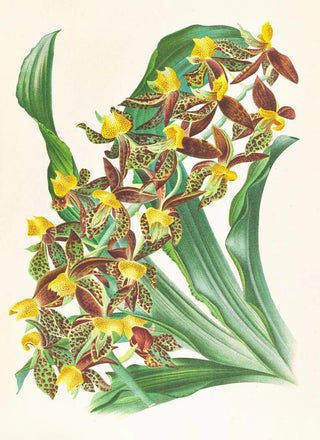 Jean Jules Linden - Catasetum rodigasianum.webp