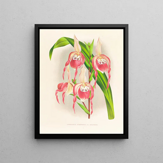 Jean Jules Linden - Cypripedium schroderae var splendens.webp