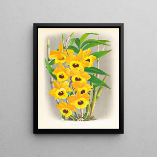 Jean Jules Linden - Dendrobium paxtoni.webp