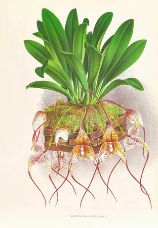 Jean Jules Linden - Masdevallia Roezli.webp