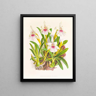 Jean Jules Linden - Miltonia spectabilis.webp