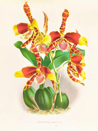 Jean Jules Linden - Odontoglossum grande.webp