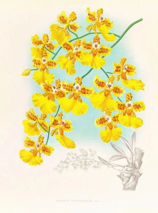 Jean Jules Linden - Oncidium marshallianum.webp