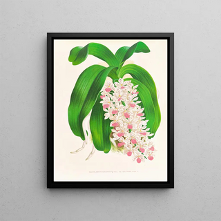 Jean Jules Linden - Saccolabium giganteum var illustre.webp