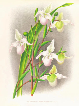 Jean Jules Linden - Selenipedium sedeni candidulum.webp