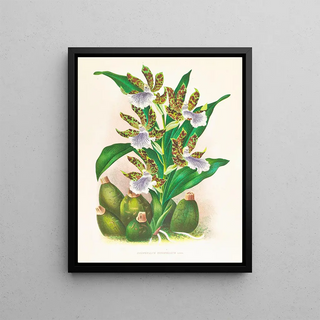 Jean Jules Linden - Zygopetalum intermedium.webp