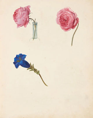 Johanna Fosie - Studie af lyserd rose og bl blomst.webp