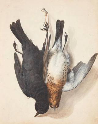 Johanna Fosie - Studie af to dde solsorte han og hun ophngt i snor p en p en krog.webp