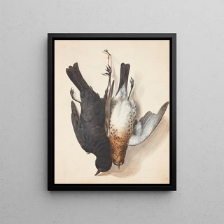 Johanna Fosie - Studie af to dde solsorte han og hun ophngt i snor p en p en krog.webp