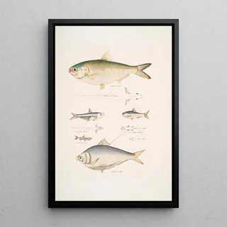 John Edward Gray - 1 2 Indian Herring Clupea Indica 2 High Backed Bristle Herring Chatoessus altus 3 4 Motius Herring Clupea Motius.webp