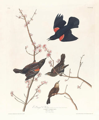 John James Audubon - Redwinged starling.webp