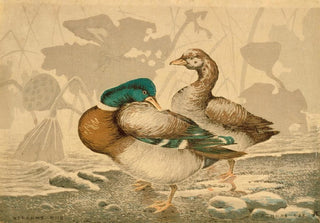 Kobayashi Kiyochika - Ducks and Withered Lotus.webp