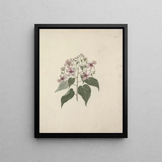 Luigi Balugani - Abutilon longicuspe A Rich.webp