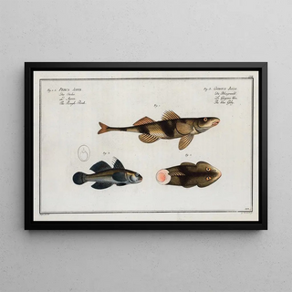 Marcus Elieser Bloch - 1 2 Perca Asper The Rough Perch 3 Gobius Jozo The blue Goby.webp