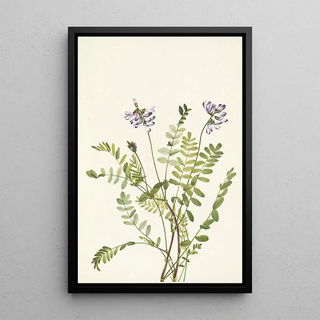 Mary Vaux Walcott - Alpine Milkvetch Astragalus alpinus.webp