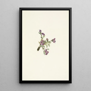 Mary Vaux Walcott - Alpine Pointvetch flower Oxytropis podocarpa.webp