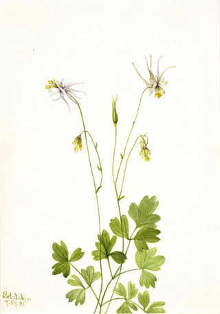 Mary Vaux Walcott - Aquilegia ecalcarata.webp