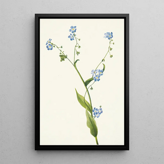 Mary Vaux Walcott - Burforgetmenot Lappula diffusa.webp