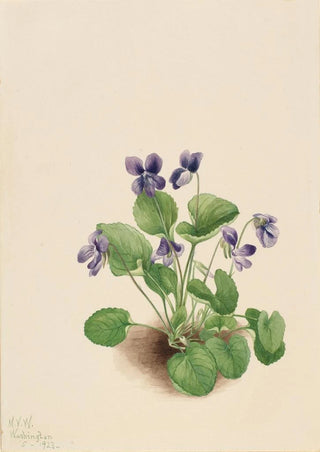 Mary Vaux Walcott - Butterfly Violet Viola papilionacea.webp