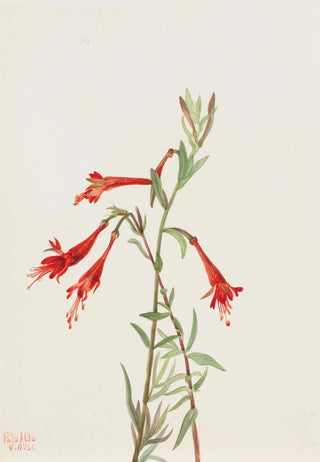 Mary Vaux Walcott - California Fuschia Zauschneria californica.webp