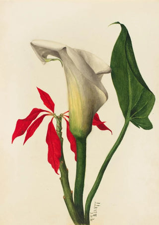 Mary Vaux Walcott - Calla Lily.webp