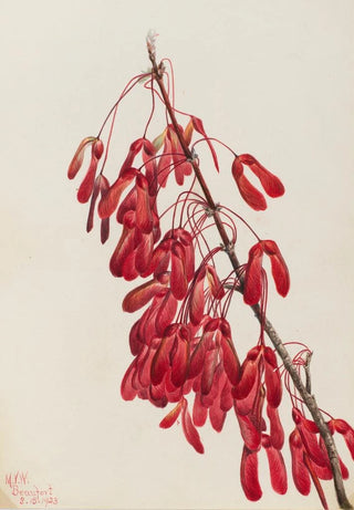 Mary Vaux Walcott - Carolina Maple Acer carolinianum.webp