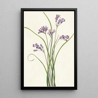 Mary Vaux Walcott - Clusterlily Hookera pauciflora.webp