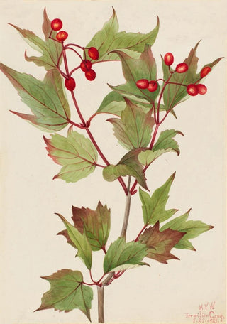 Mary Vaux Walcott - Cranberrybush Viburnum pauciflorum.webp