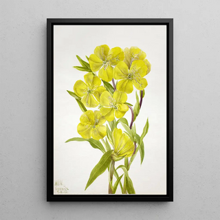 Mary Vaux Walcott - Evening Primrose Oenothera.webp