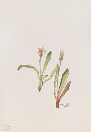 Mary Vaux Walcott - False Dandelion Agoseris carnea.webp