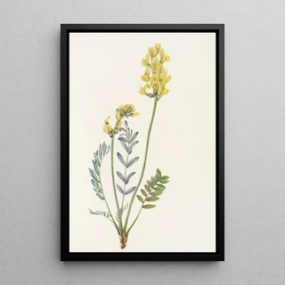 Mary Vaux Walcott - False Locoweed Oxytropis gracilis.webp