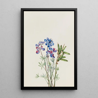 Mary Vaux Walcott - Flower Study.webp