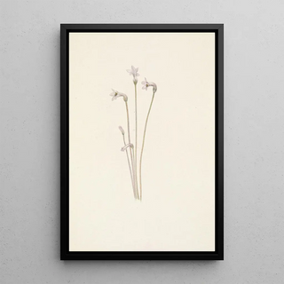 Mary Vaux Walcott - Ghostpipe Thalesia uniflora.webp