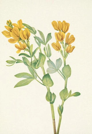 Mary Vaux Walcott - Goldenpea Thermopsis rhombifolia.webp