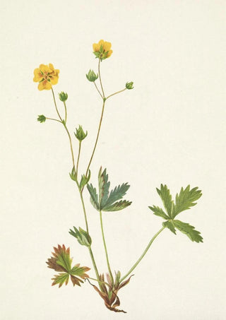 Mary Vaux Walcott - Grayleaf Fivefinger Rotentilla glaucophylla.webp