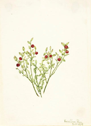 Mary Vaux Walcott - Grouse Whortleberry Vaccinium scoparium.webp