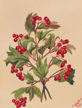 Mary Vaux Walcott - Grouseberry Viburnum americanum.webp